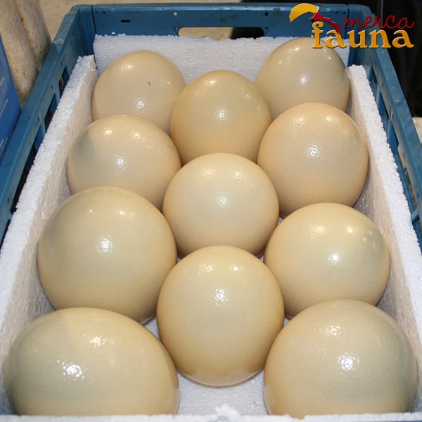 Caja de 6 Huevos de Avestruz para Consumo